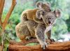 Koala_csalad_200_db-os_puzzle_Ravensburger