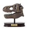 Tyrannosaurus koponya felfedező készlet - Buki
