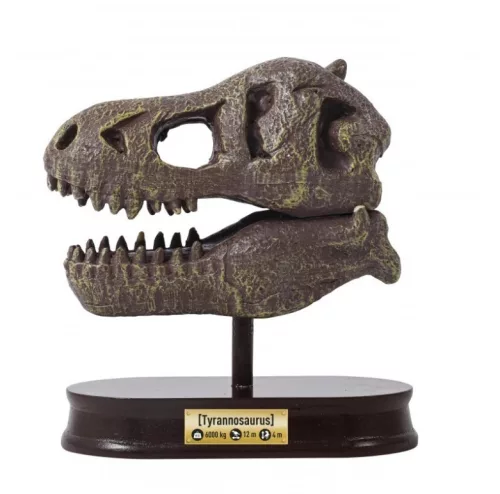 Tyrannosaurus koponya felfedező készlet - Buki