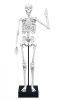 Buki - Összerakható emberi csontváz - 45 cm