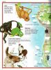 Képes atlasz gyermekeknek - Állatok a világban matricákkal