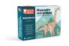 Graine Creative 3D fa modell – Diplodocus