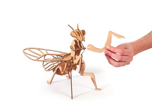 Graine Creative 3D puzzle – Imádkozó sáska