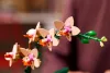 LEGO Botanicals 10343 Mini orchidea